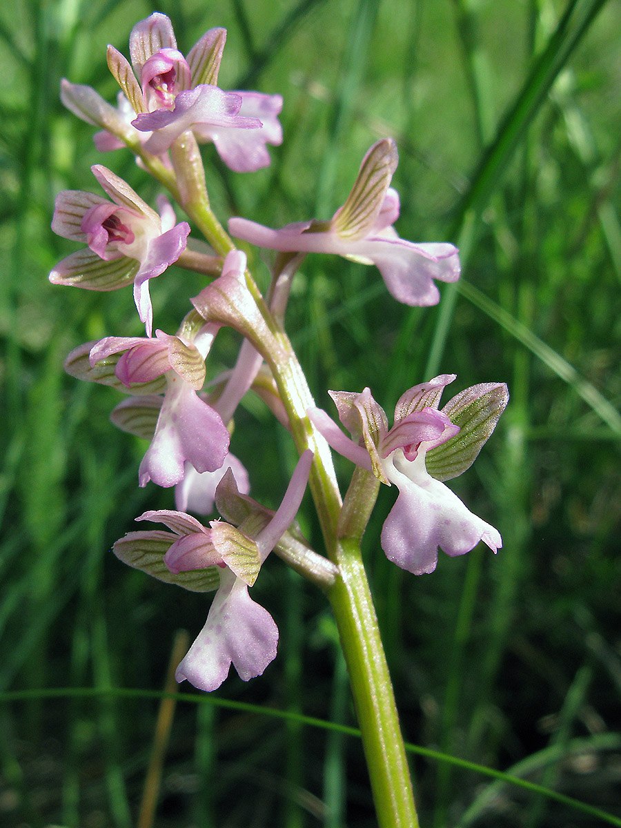 Кокушник длиннорогий красная книга