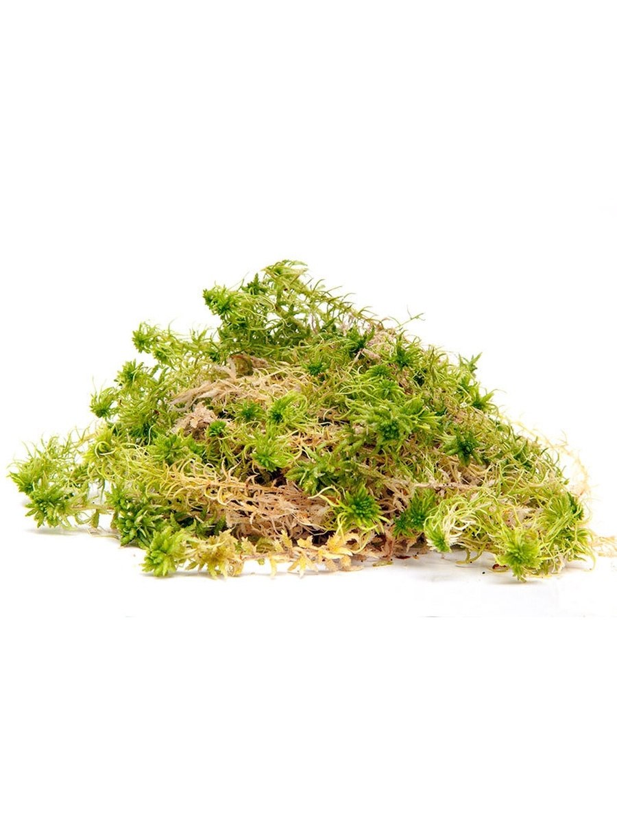 Мох сфагнум ароморфозы