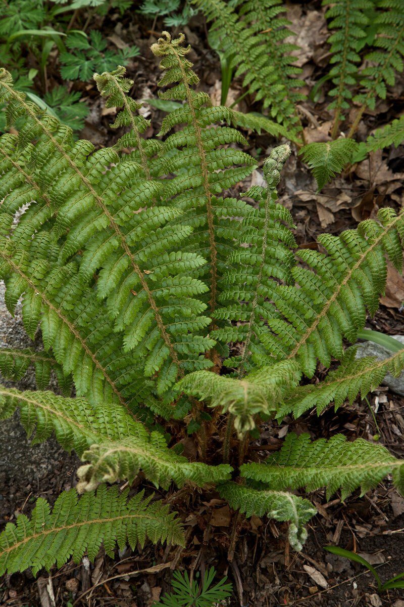 Polystichum setiferum