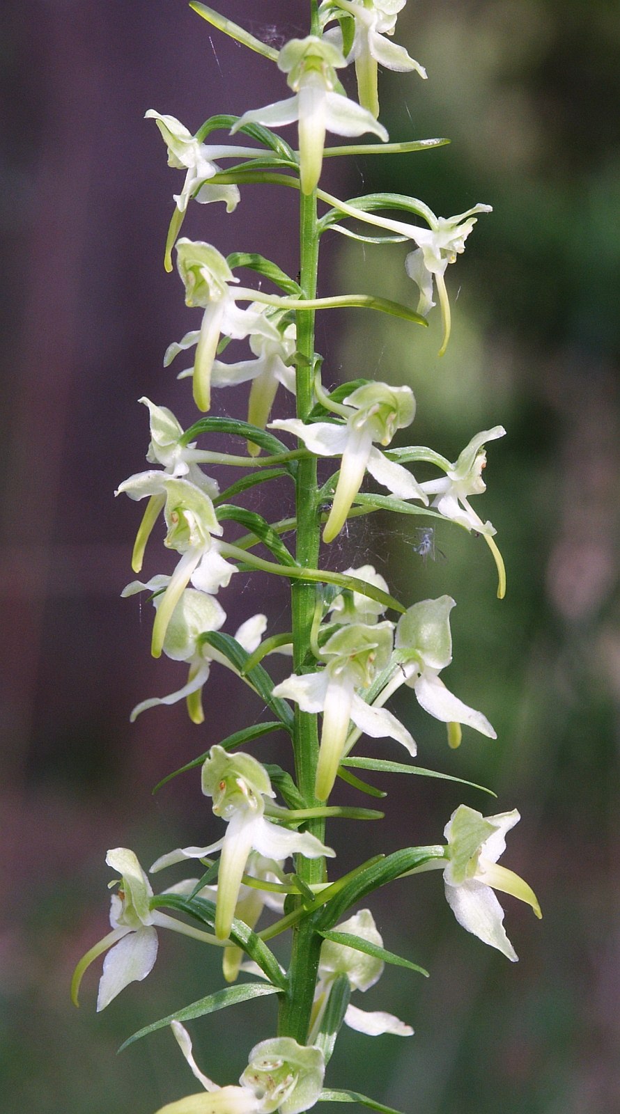 Любка двулистная ночная фиалка