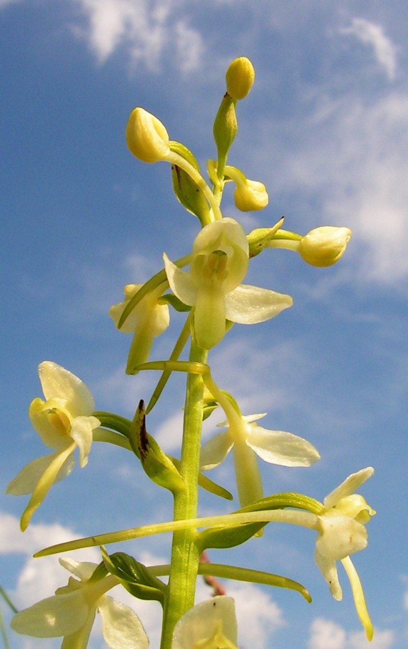 Любка двулистная систематика