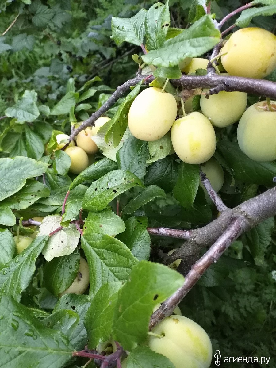 Слива Алтайская Юбилейная