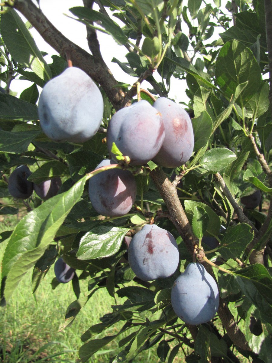 Слива Юбилейная (3 года)