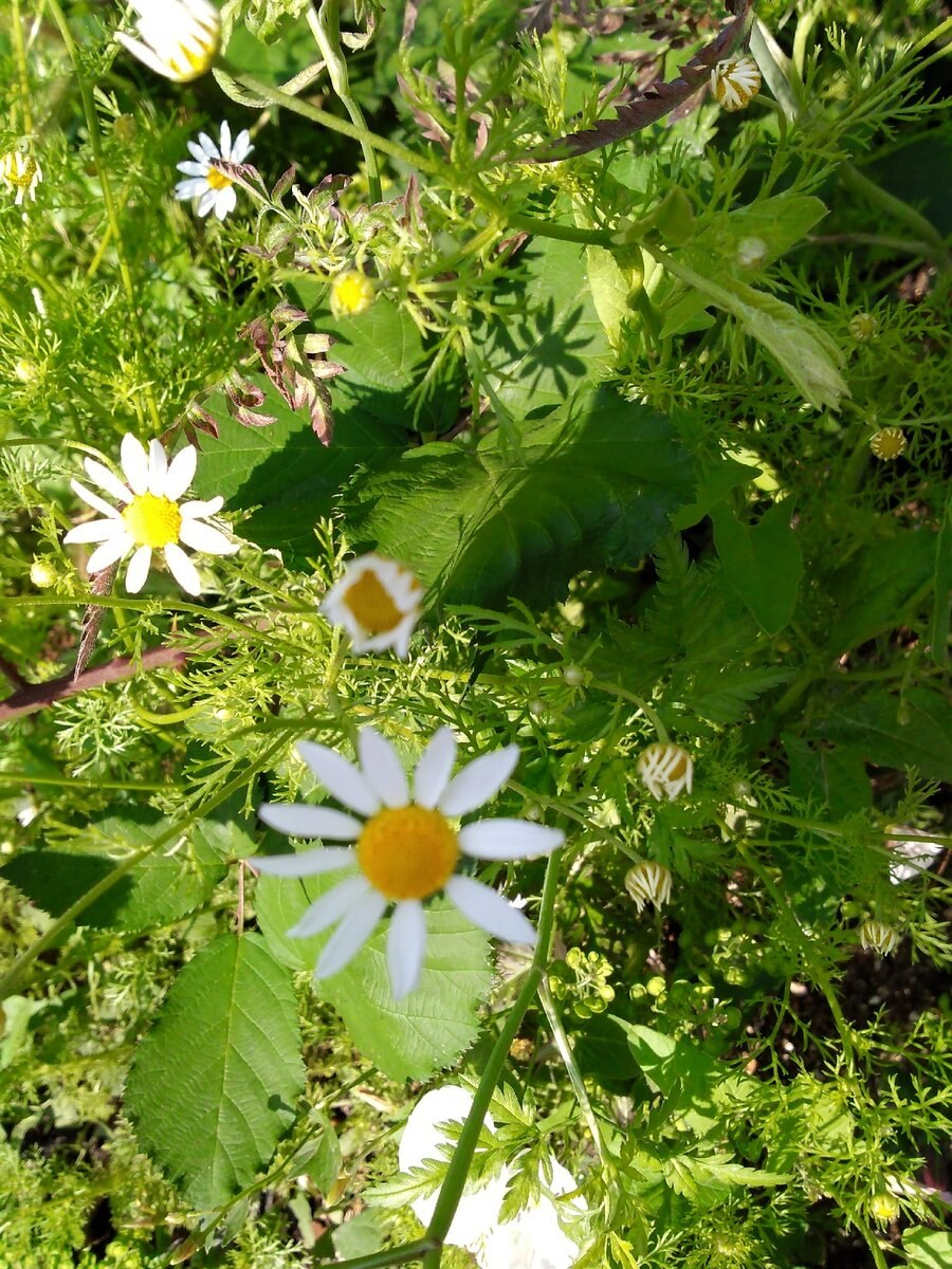 Трёхцветная Ромашка лекарственная