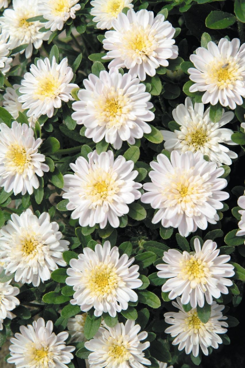 Астра Альпийская многолетняя