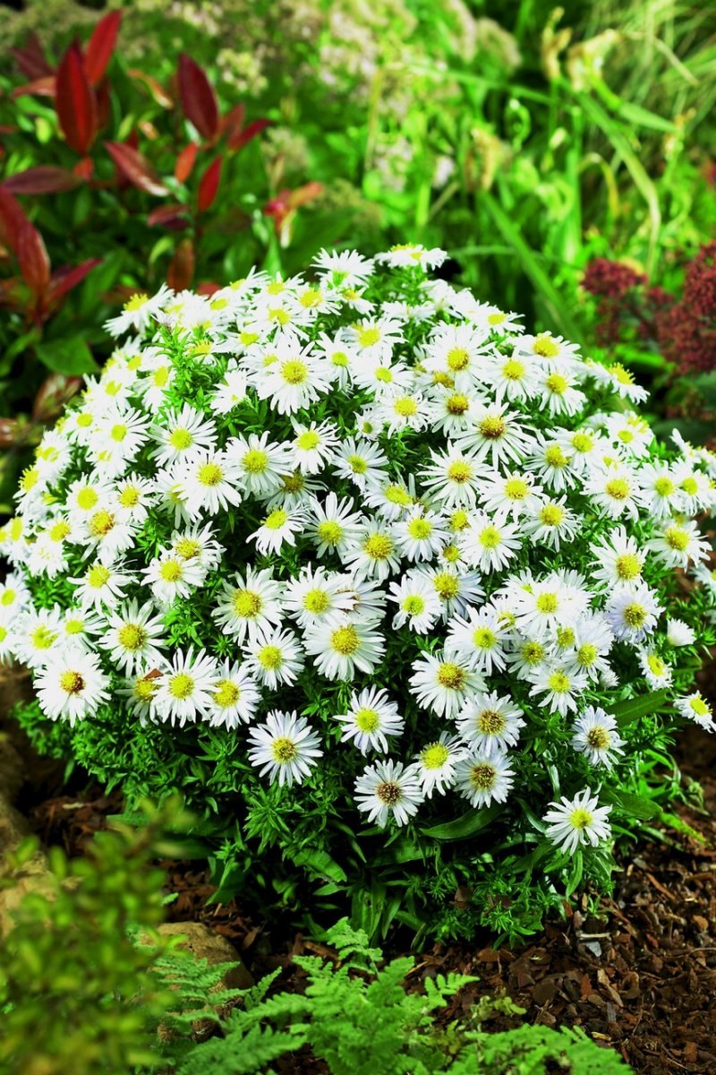 Астра Альпийская / Aster Alpinus "dunkle schone"