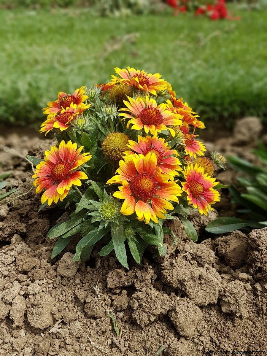 Примула мелкозубчатая Лилак