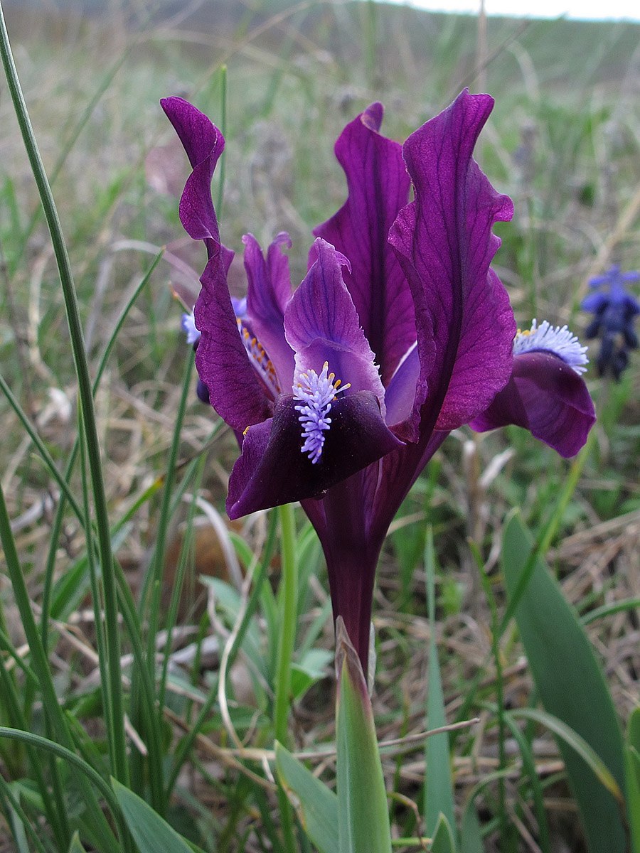Iris pumila