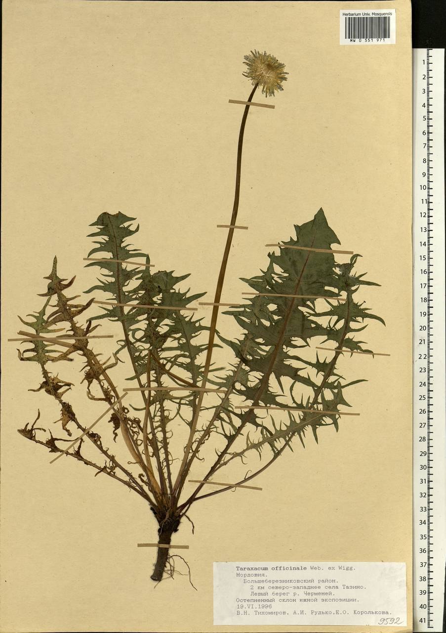 Одуванчик лекарственный гербарий
