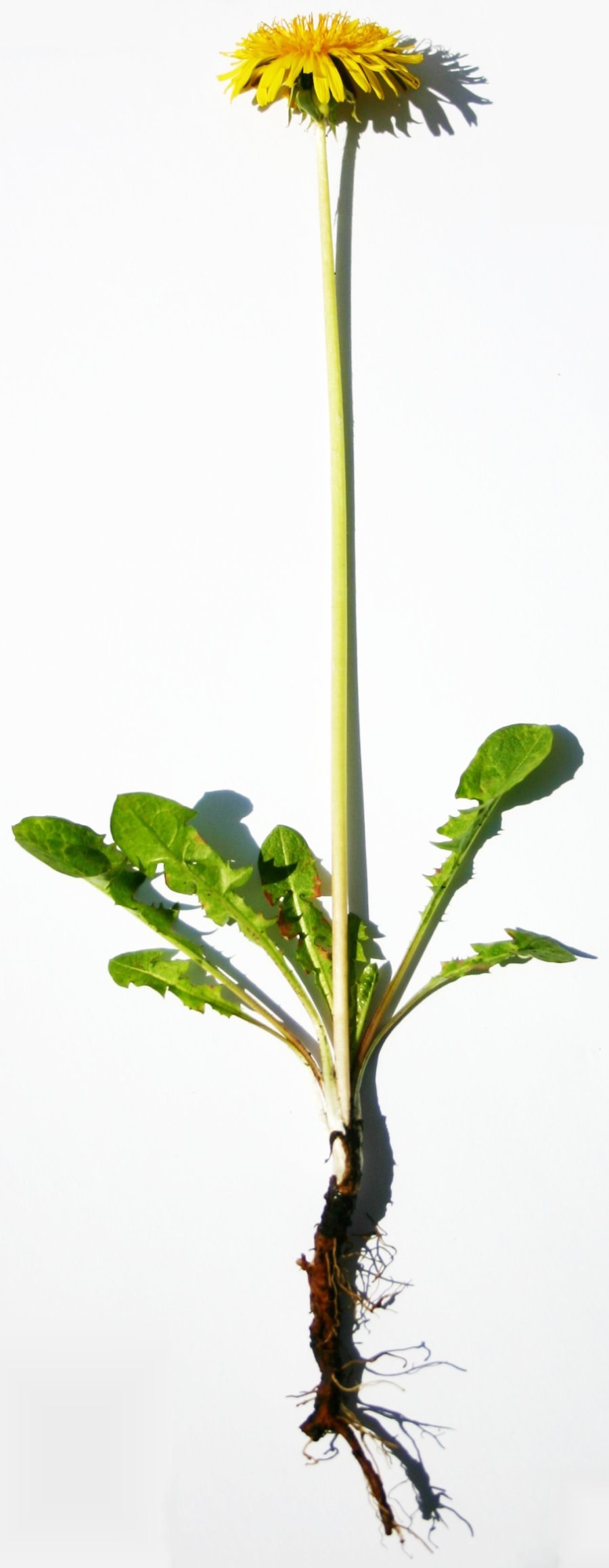 Корневище одуванчика