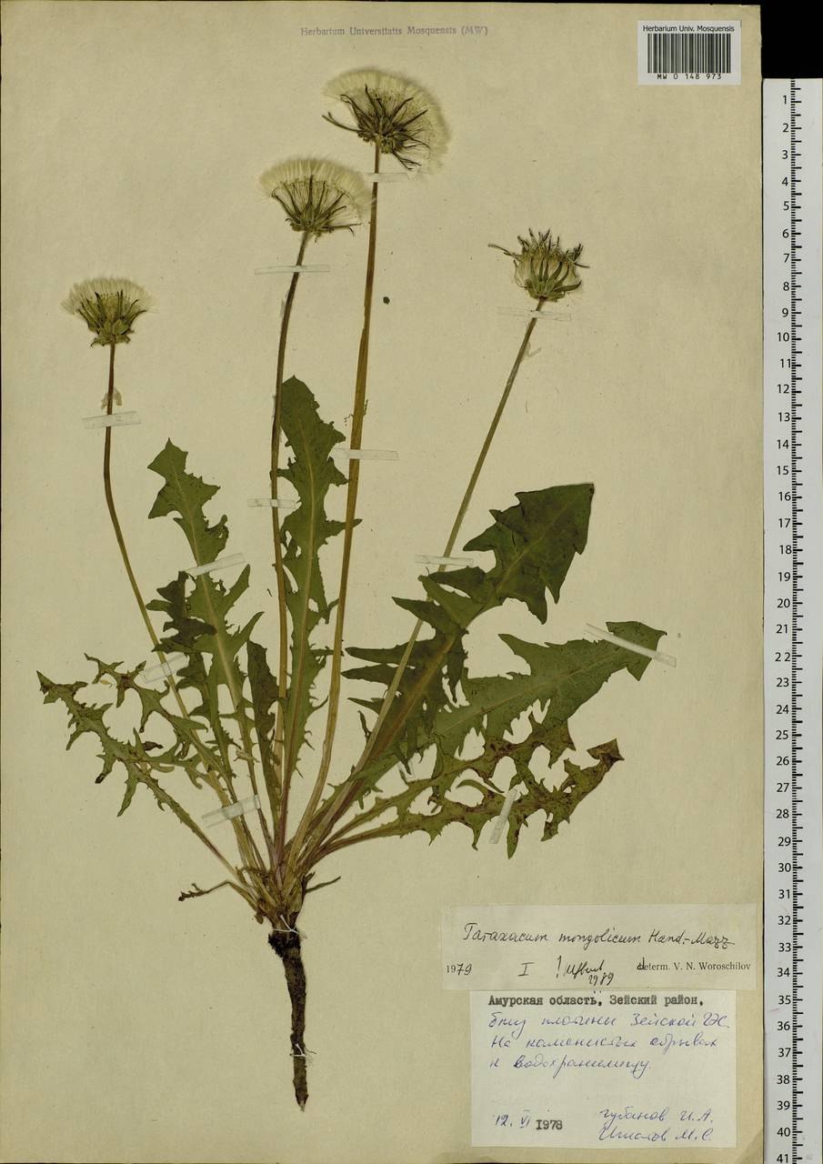 Корни одуванчика ЛРС