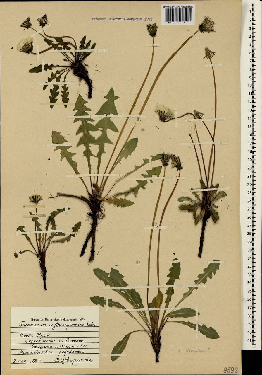 Одуванчика лекарственного корни Фармакогнозия