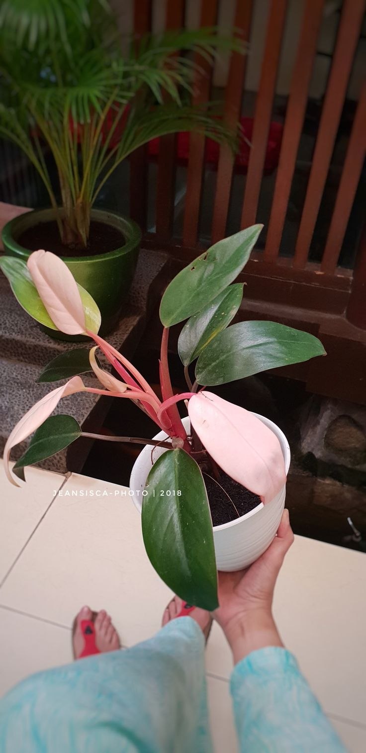 Филодендрон erubescens