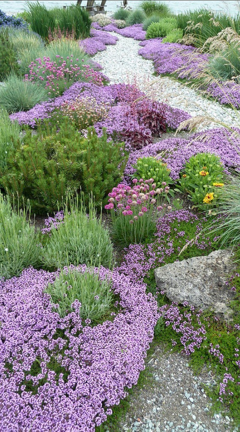 Тимьян ползучий (Thymus serpyllum 'Magic Carpet')