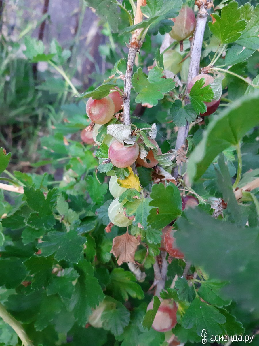 Листок крыжовника