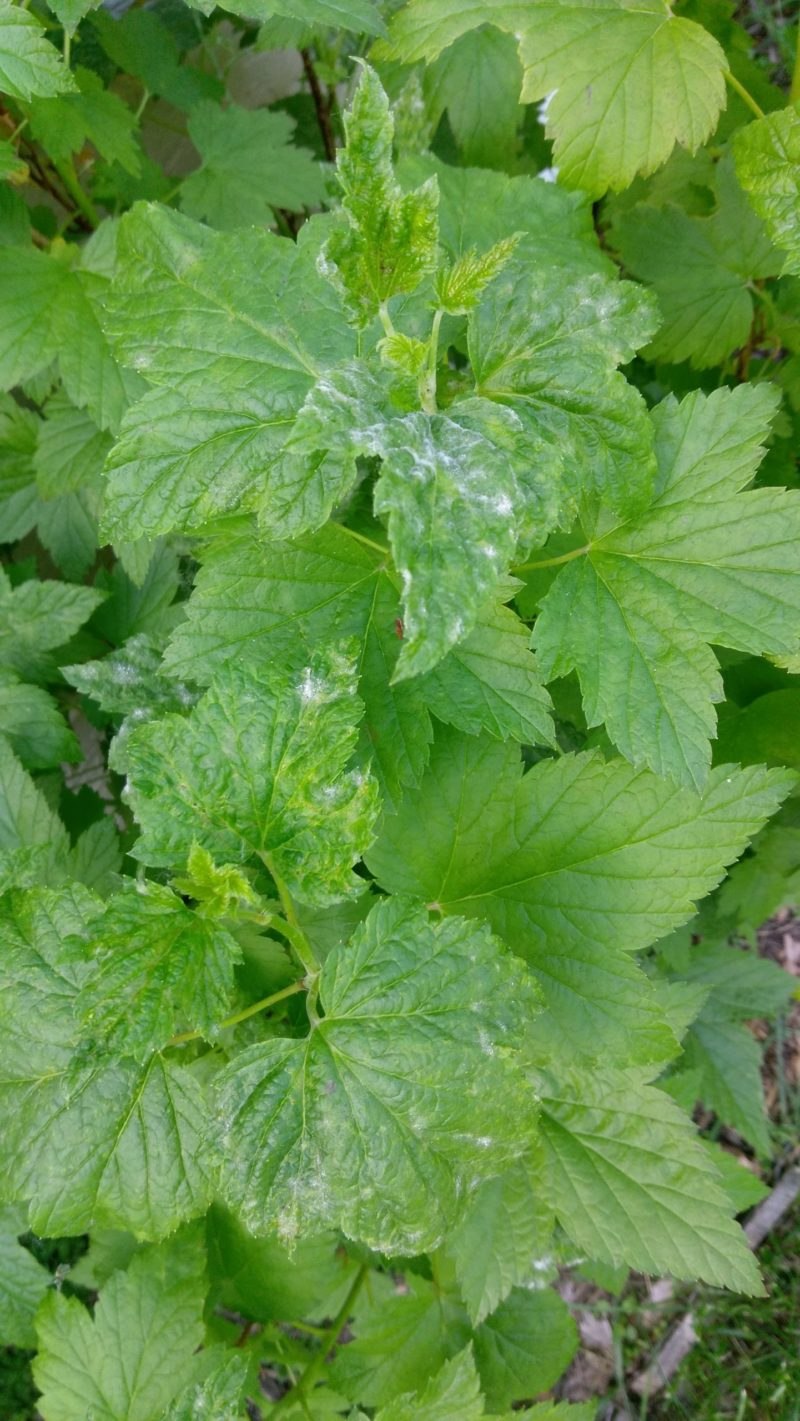 Смородина мучнистая роса