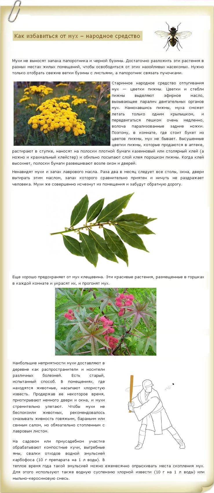 Трава от мух