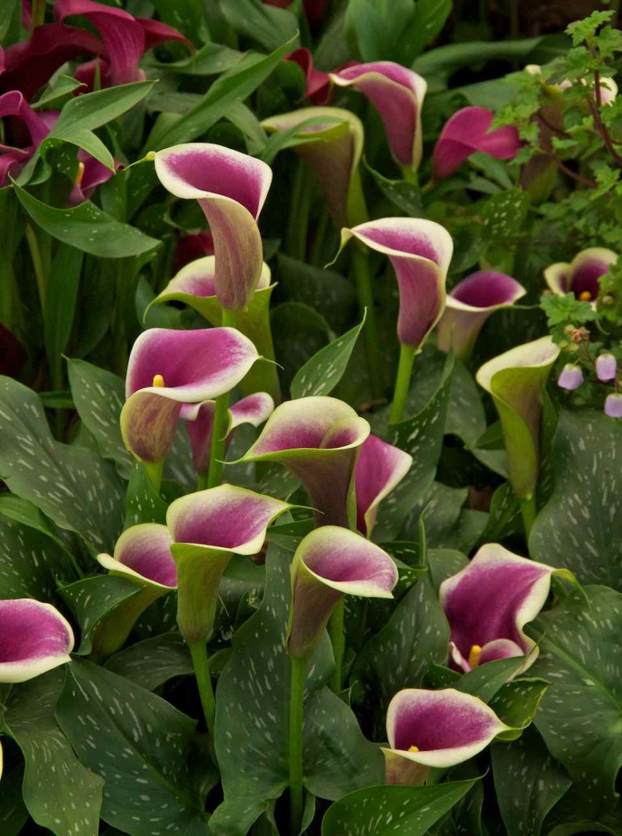 Калла Зантедеския Zantedeschia aethiopica
