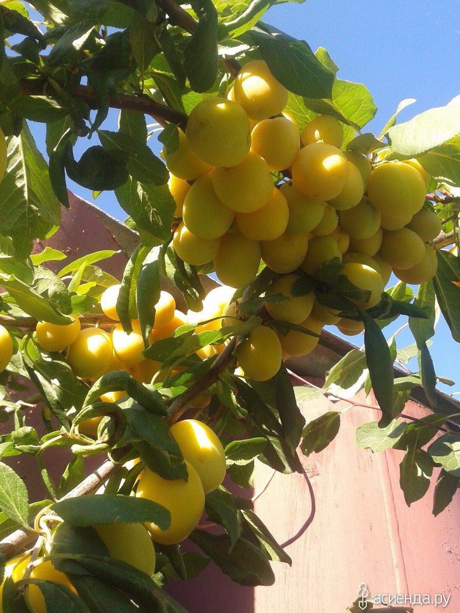 Ренклод Курсакова