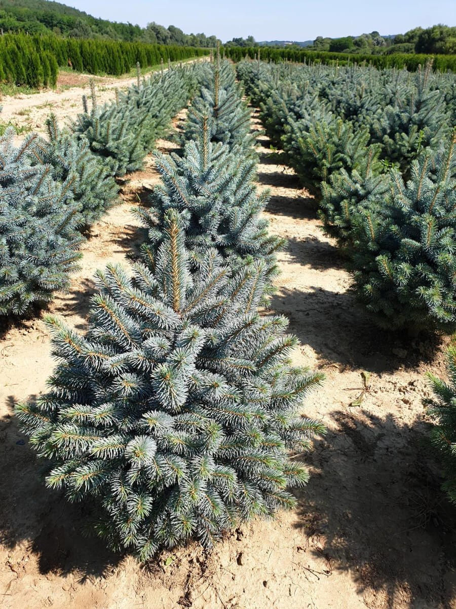 Ель колючая Kaibab