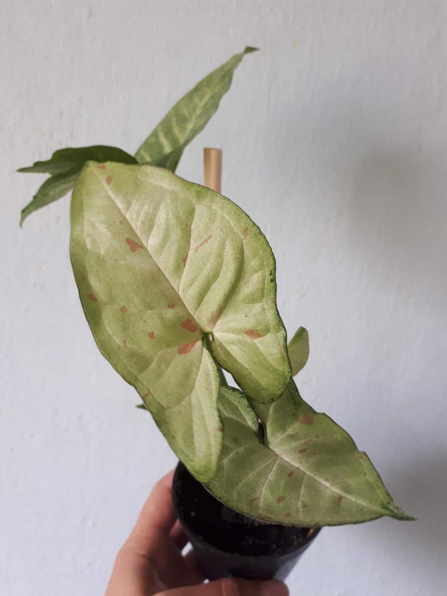 Сингониум конфетти Триколор