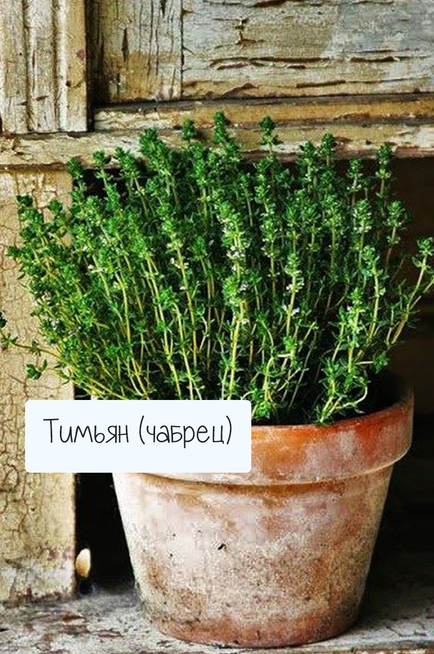 Тимьян микс