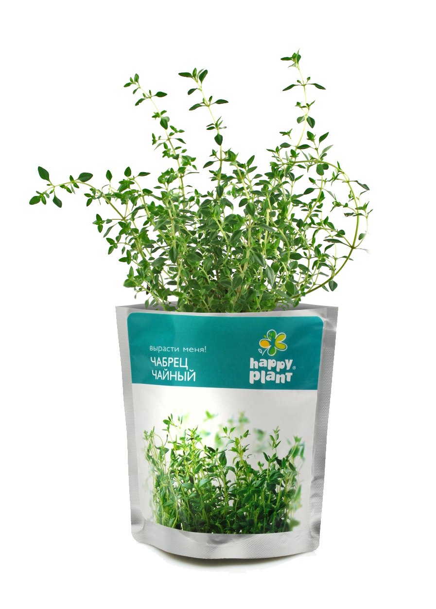 Растение в горшке чабрец