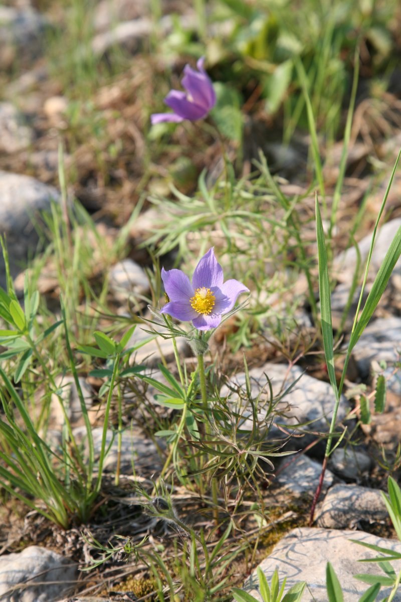 Растения Республики Саха Якутия