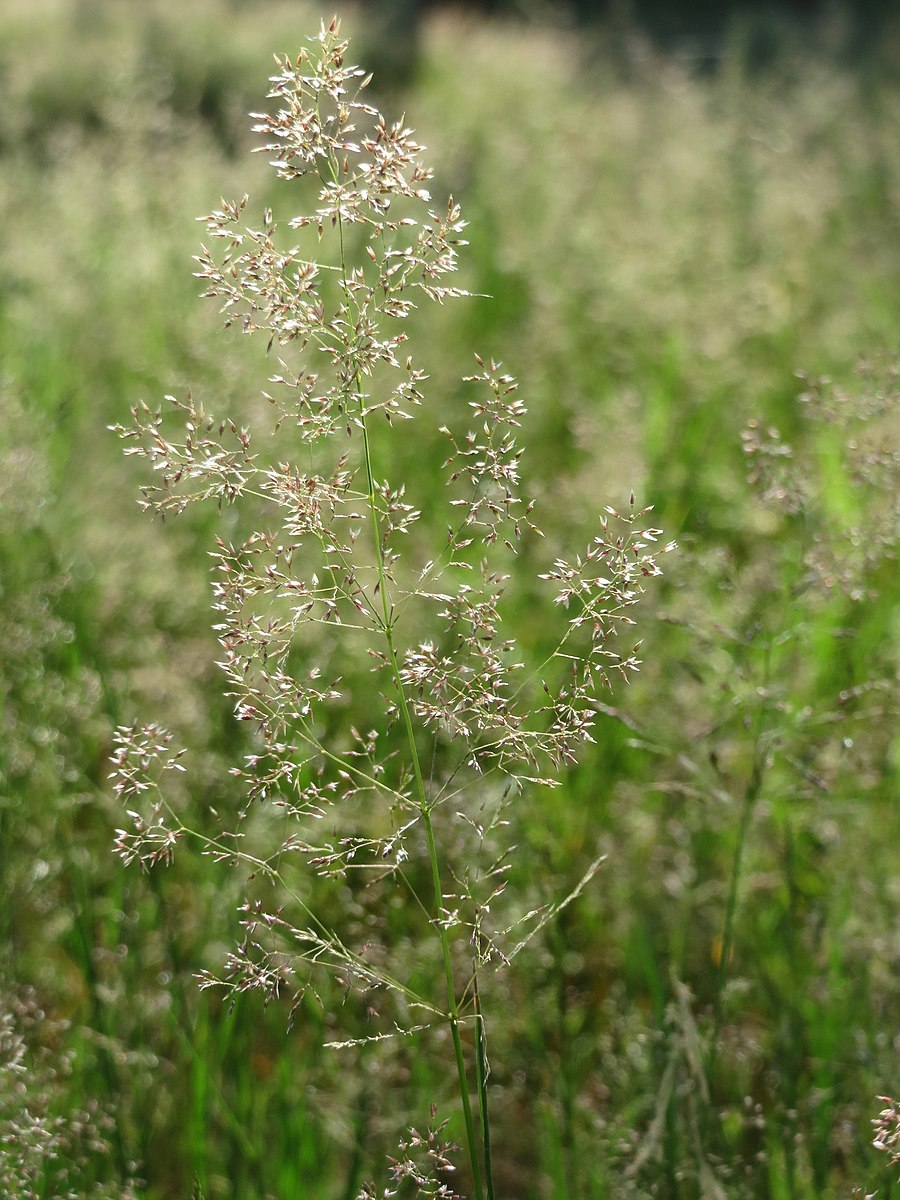 Кормовые растения в якутии