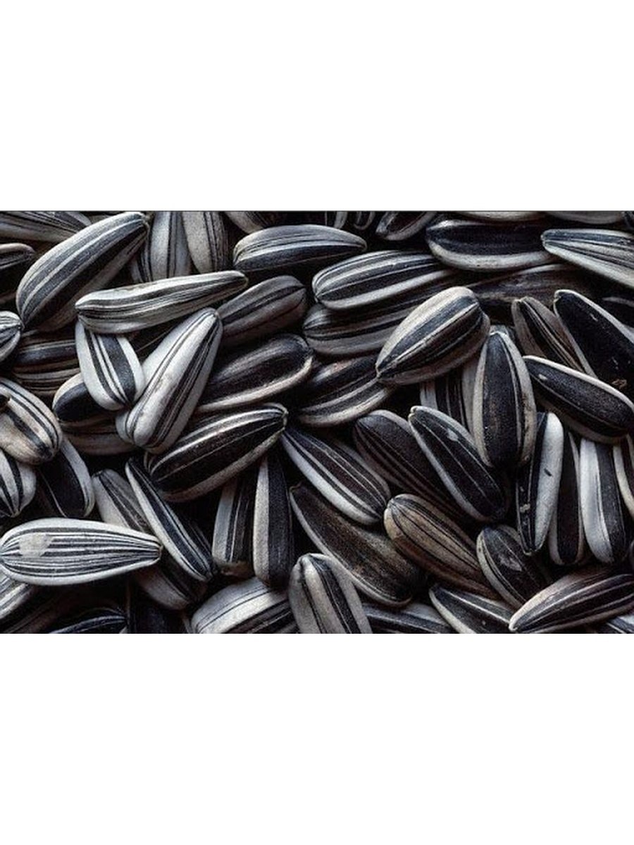 Алькантара гибрид подсолнечника