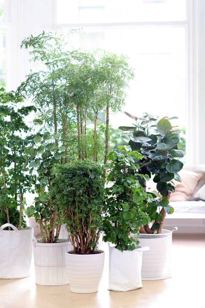 Сансевьера Сансевиерия трехполосная