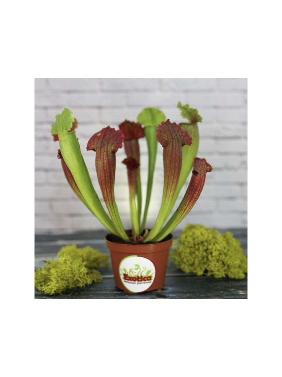 Саррацения тес