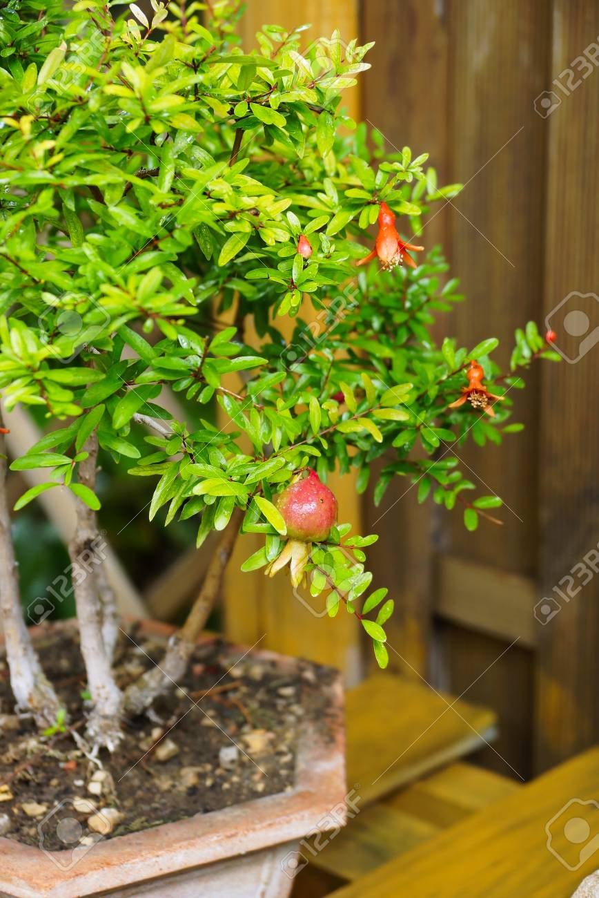 Гранат обыкновенный бонсай