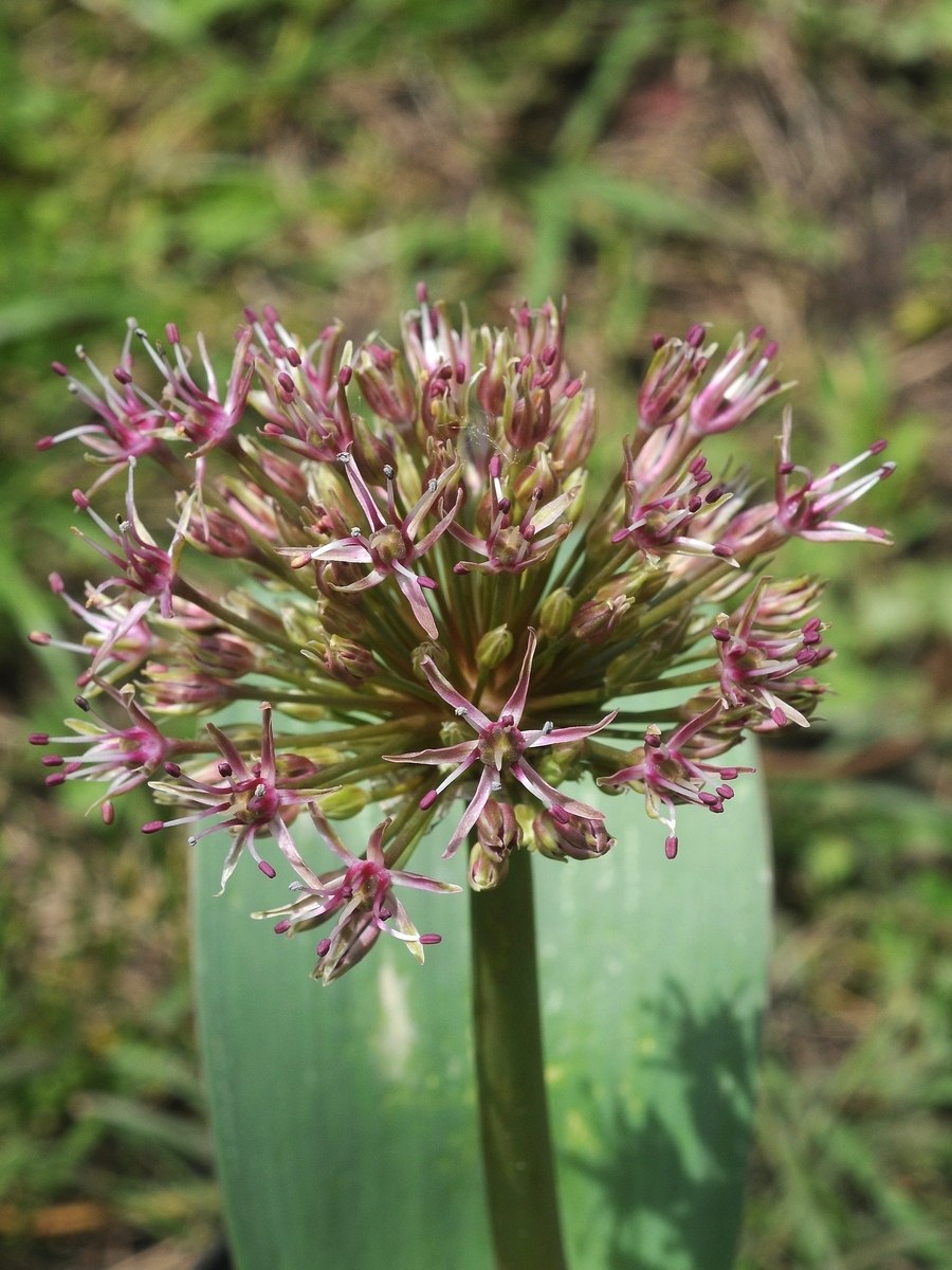 Allium Cepa — репчатый лук