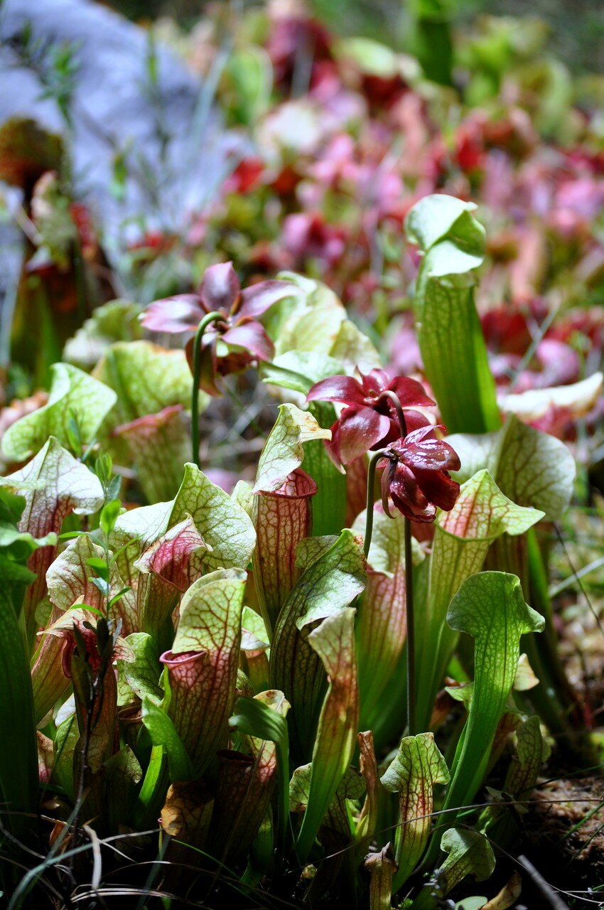 Саррацения пситтацина