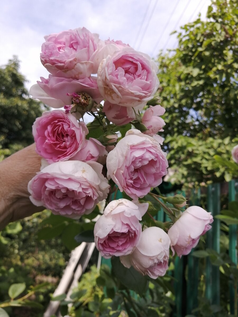 Роза жасмина