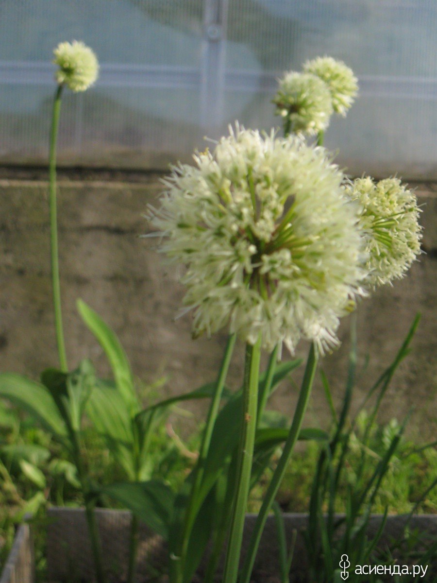 Лук победный черемша