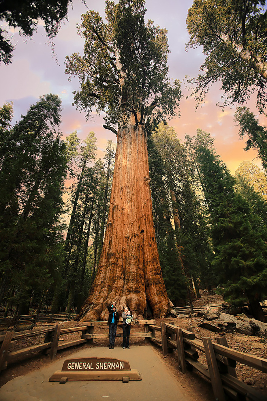 Гигантская Секвойя генерал Шерман