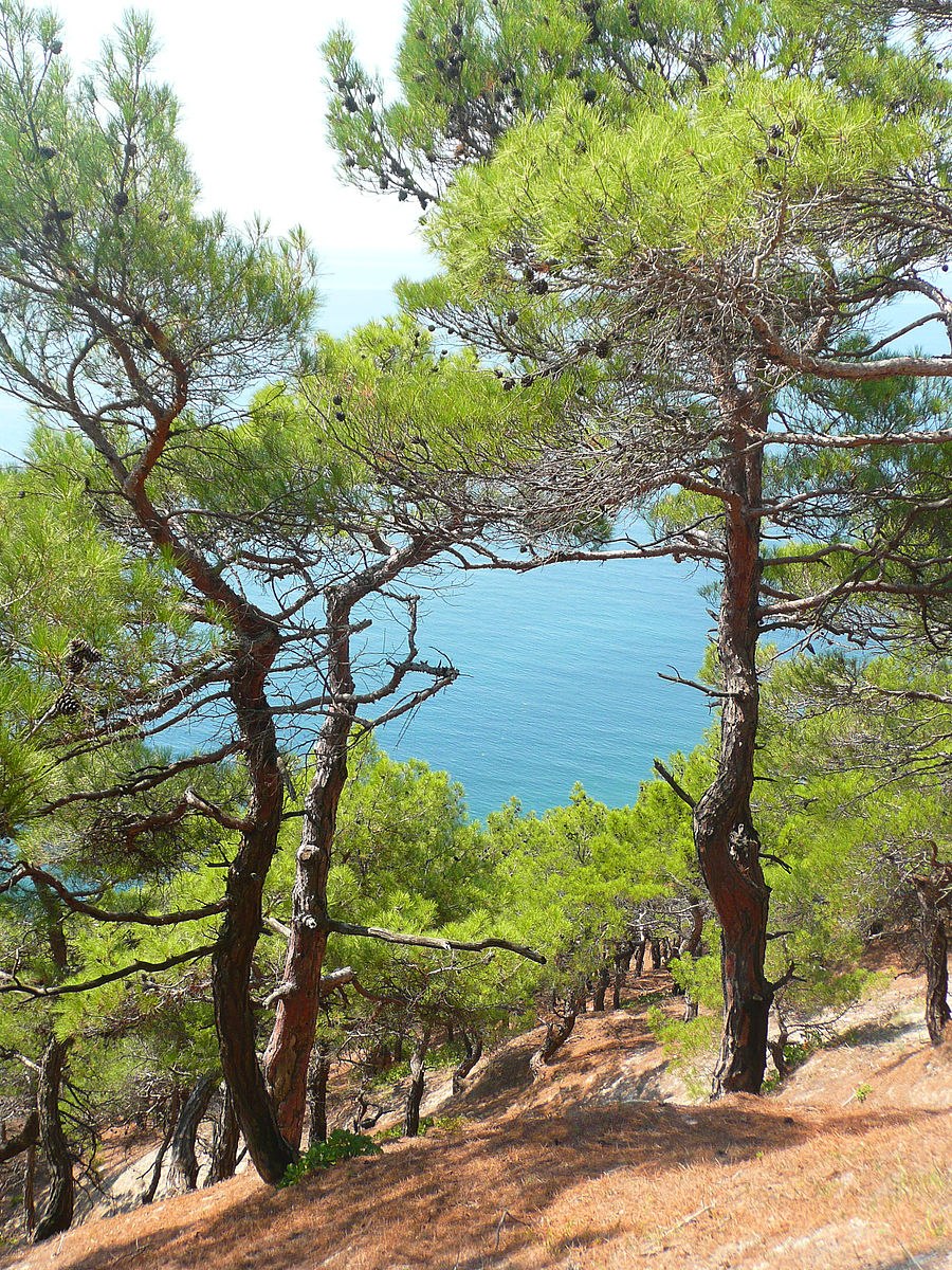 Pinus pityusa Stev