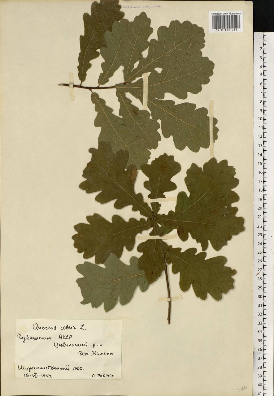 Ясень обыкновенный ширина кроны