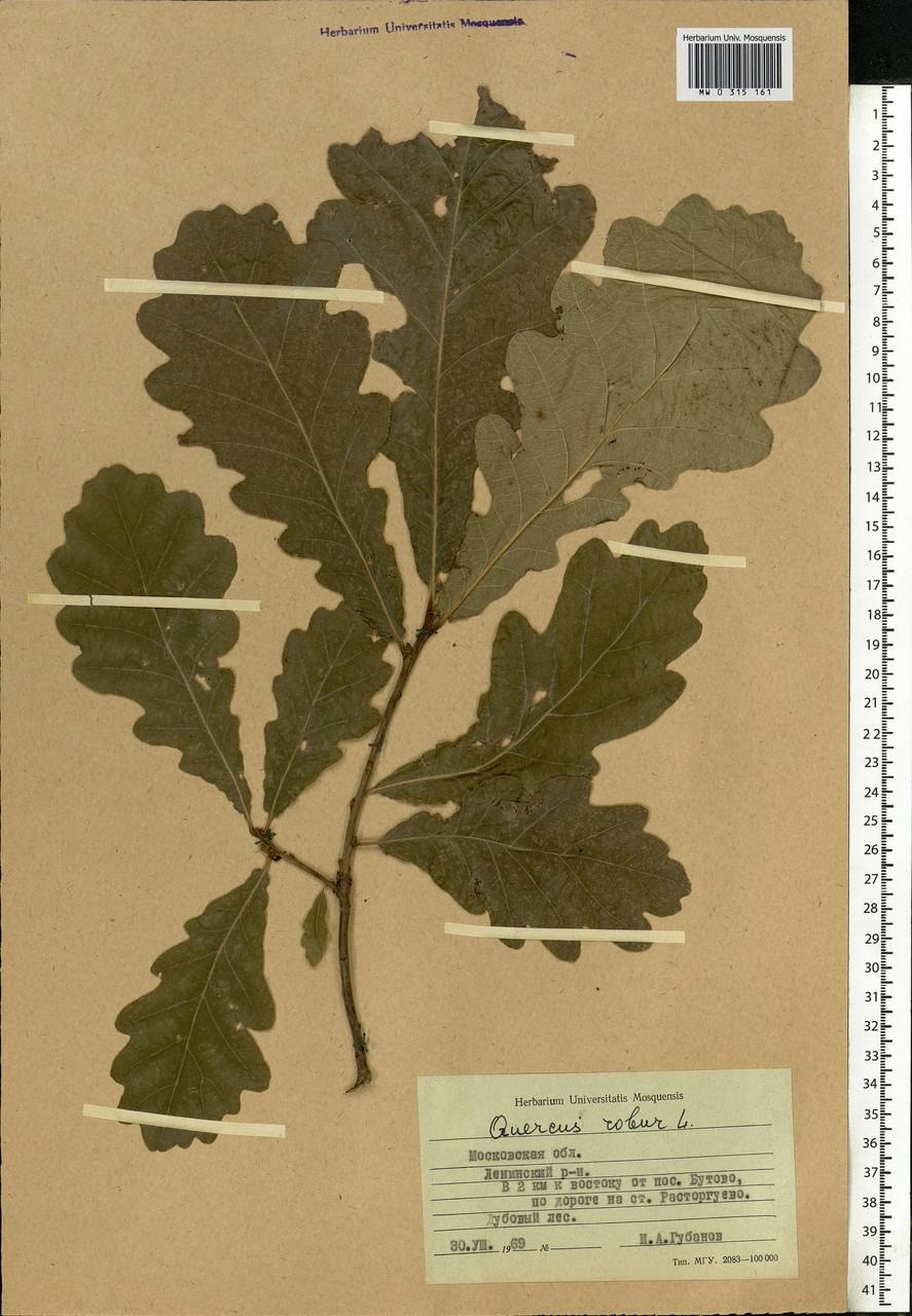 Дуб черешчатый, летний (Quercus Robur)