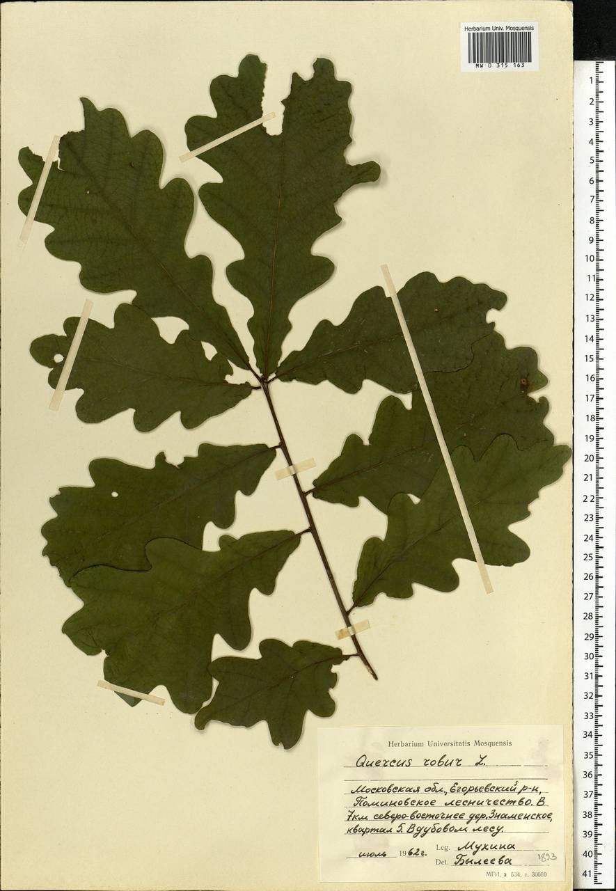 Липа европейская pallida