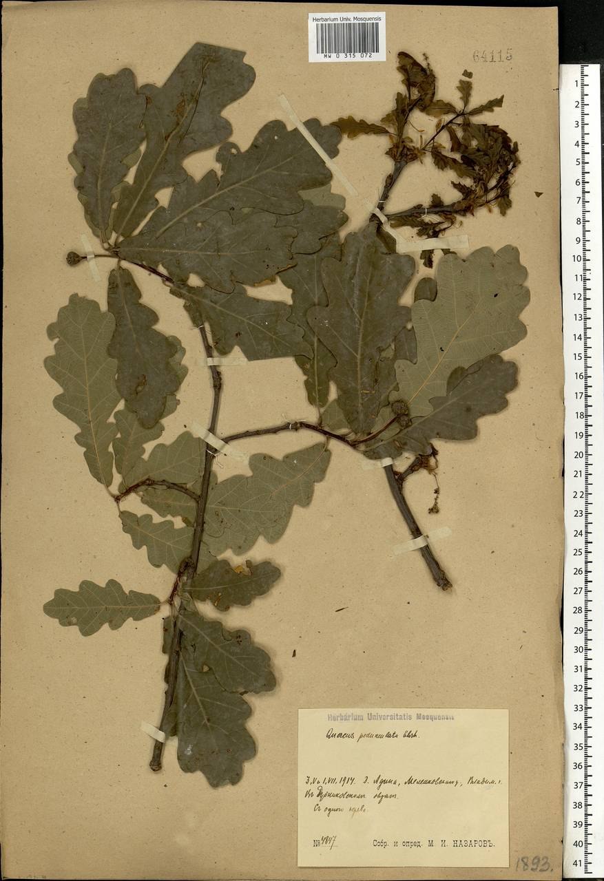 Липа мелколистная Паллида