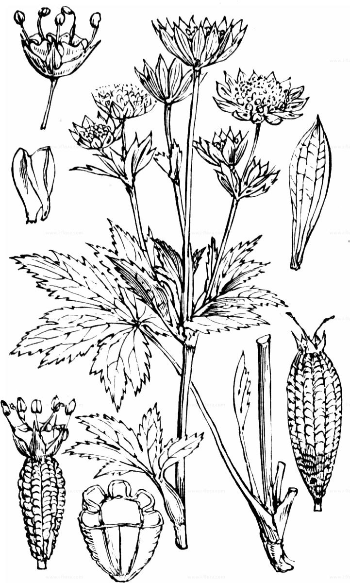Астранция розовая симфония