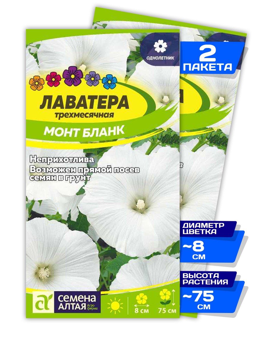 Лаватера красотка