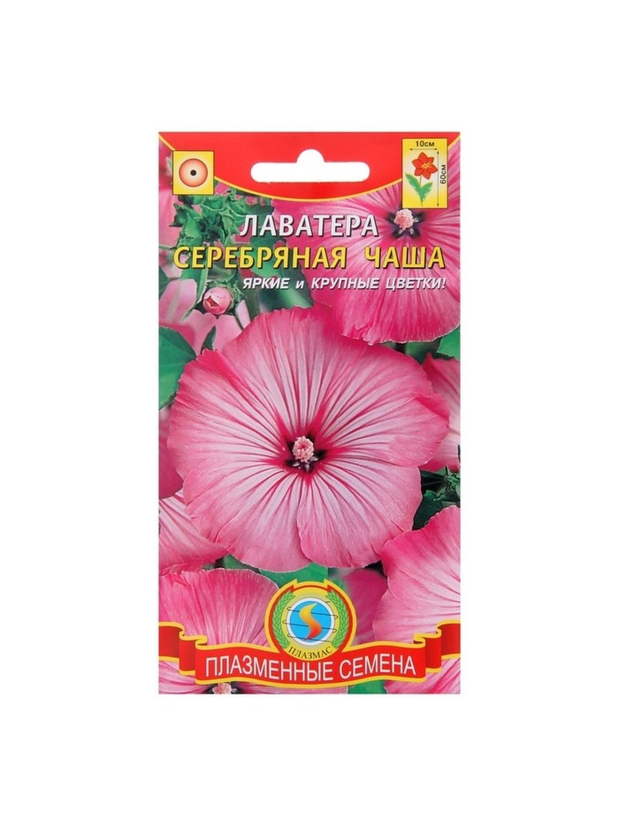 Лаватера её семена