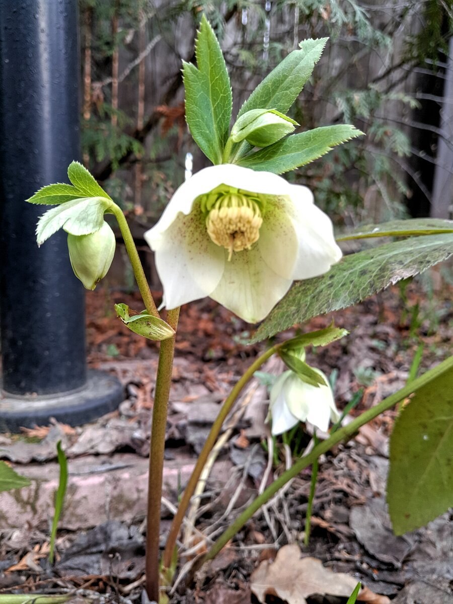 Морозник Лесной кавказский