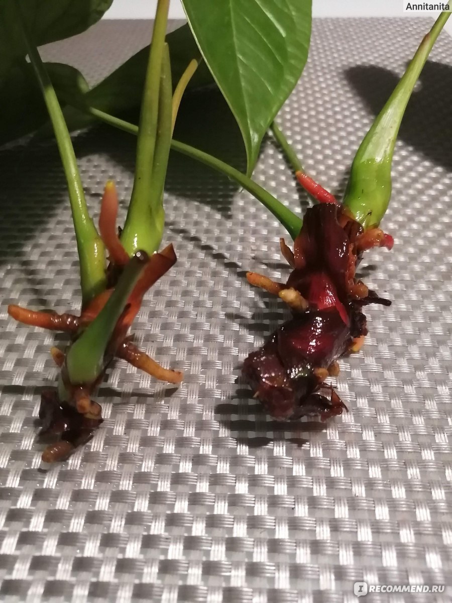 Антуриум размножение