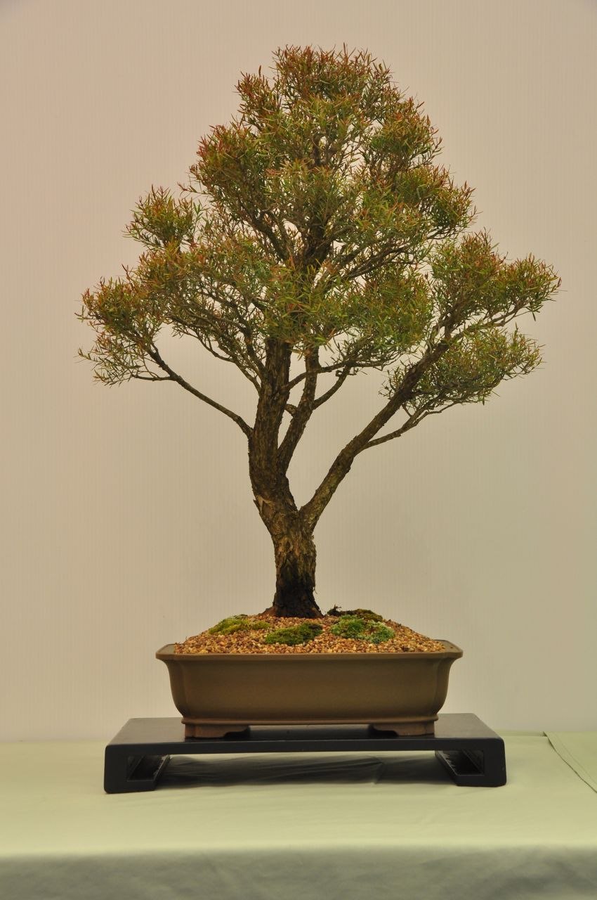 Мелалеука растение в горшке