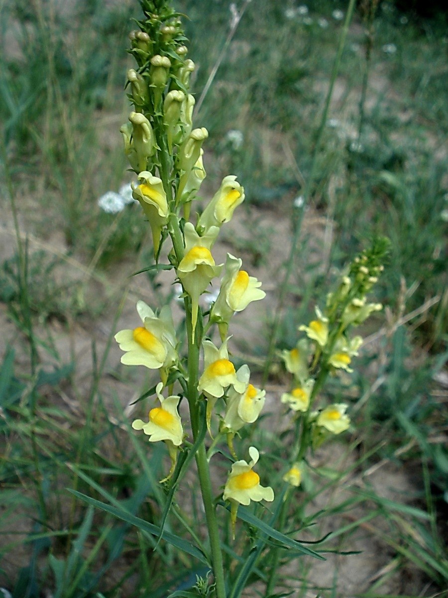 Северный Урал Россия